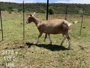 LOT 5 1X TOGGENBURG OOI/EWE Dirk Uijs