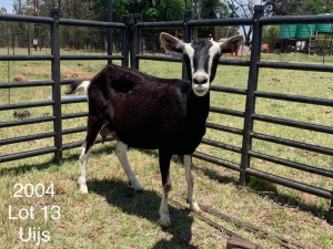 LOT 13 1X BRITISH ALPHINE OOI/EWE Dirk Uijs