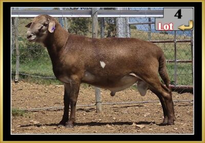 LOT 4 1X MEATMASTER RAM