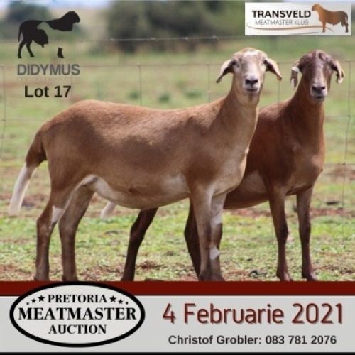 LOT 17 2X MEATMASTER OOI/EWE DIDYMUS MEATMASTERS (PER STUK OM LOT TE NEEM/PER PIECE TO TAKE THE LOT)(PER STUK OM LOT TE NEEM/PER PIECE TO TAKE THE LOT)