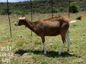 LOT 12 1X TOGGENBURG OOI/EWE Dirk Uijs