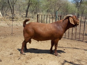 LOT 20 1X KALAHARI REDS RAM Marius De Beer