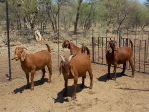 LOT 21 4X KALAHARI REDS KAPATERS Marius De Beer