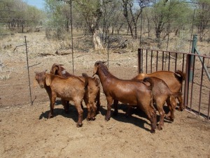 LOT 22 5X KALAHARI REDS RAM Marius De Beer