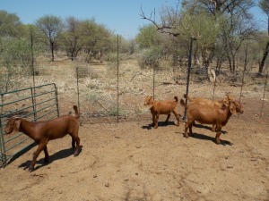 LOT 24 5X KALAHARI REDS KAPATERS Marius De Beer