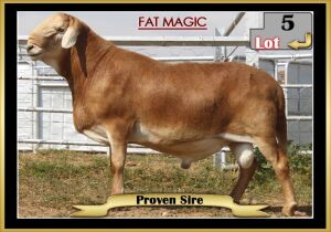 LOT 5 1X MEATMASTER RAM