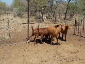 LOT 23 4X KALAHARI REDS KAPATERS Marius De Beer