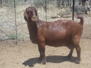 LOT 25 1X KALAHARI REDS OOI/EWE Marius De Beer