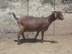 LOT 26 1X KALAHARI REDS OOI/EWE Marius De Beer