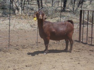 LOT 27 1X KALAHARI REDS OOI/EWE Marius De Beer