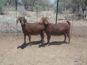 LOT 29 2X KALAHARI REDS OOI/EWE Marius De Beer