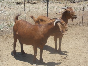 LOT 28 2X KALAHARI REDS OOI/EWE Marius De Beer