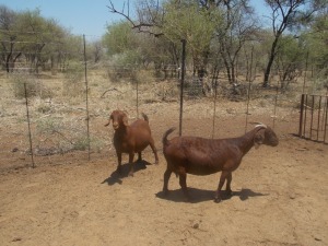 LOT 30 2X KALAHARI REDS OOI/EWE Marius De Beer