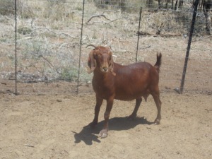 LOT 31 1X KALAHARI REDS OOI/EWE Marius De Beer