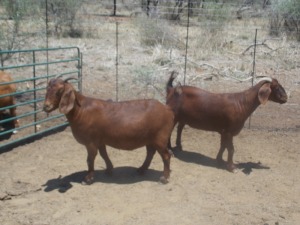 LOT 32 2X KALAHARI REDS OOI/EWE Marius De Beer