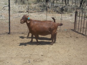 LOT 33 2X KALAHARI REDS OOI/EWE Marius De Beer