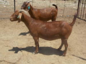 LOT 34 2X KALAHARI REDS OOI/EWE Marius De Beer