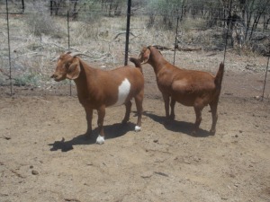 LOT 35 2X KALAHARI REDS OOI/EWE Marius De Beer