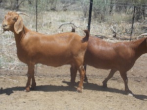 LOT 36 2X KALAHARI REDS OOI/EWE Marius De Beer