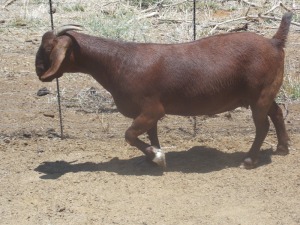 LOT 37 1X KALAHARI REDS OOI/EWE Marius De Beer