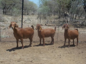 LOT 40 2X KALAHARI REDS OOI/EWE Marius De Beer