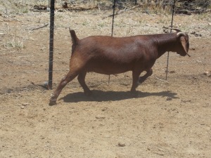 LOT 38 1X KALAHARI REDS OOI/EWE Marius De Beer