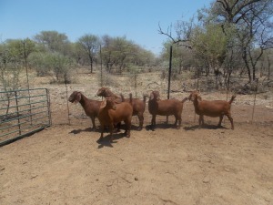 LOT 39 5X KALAHARI REDS OOI/EWE Marius De Beer