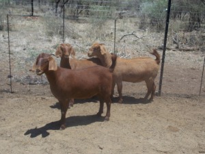 LOT 41 2X KALAHARI REDS OOI/EWE Marius De Beer