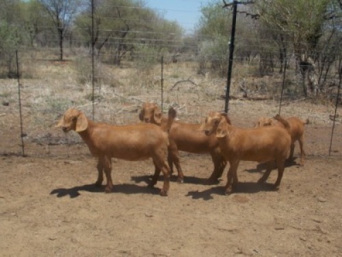 LOT 42 4X KALAHARI REDS OOI/EWE Marius De Beer
