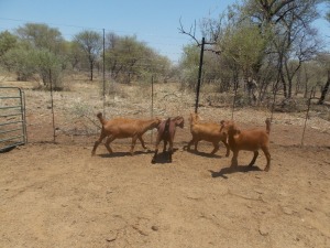 LOT 43 5X KALAHARI REDS OOI/EWE Marius De Beer