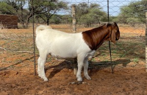 LOT 49 1X BOERBOK RAM CC CARSTENS