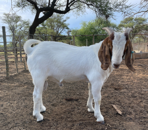 LOT 47 1X BOERBOK RAM CC CARSTENS