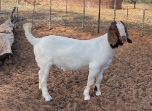 LOT 50 1X BOERBOK RAM CC CARSTENS