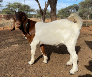 LOT 48 1X BOERBOK RAM CC CARSTENS