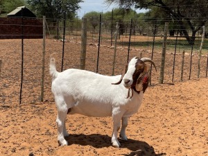 LOT 52 1X BOERBOK OOI/EWE CC CARSTENS