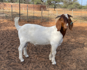 LOT 51 1X BOERBOK RAM CC CARSTENS