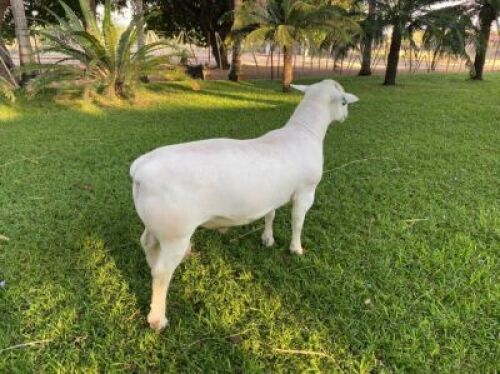 LOT 67 1 X WIT DORPER RAM - KUDDE&nbsp; &nbsp;HARRY NEL