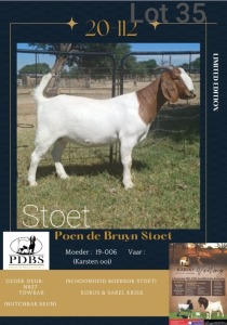 LOT 35 1X BOER GOAT OOI/EWE Stoet POEN DE BRUYN STOET