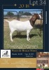 LOT 34 1X BOER GOAT OOI/EWE Kudde POEN DE BRUYN STOET