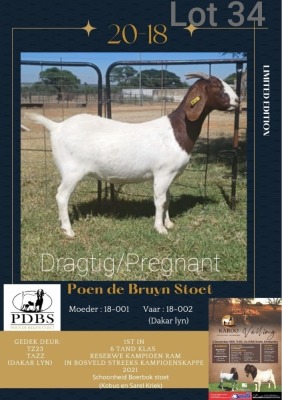 LOT 34 1X BOER GOAT OOI/EWE Kudde POEN DE BRUYN STOET