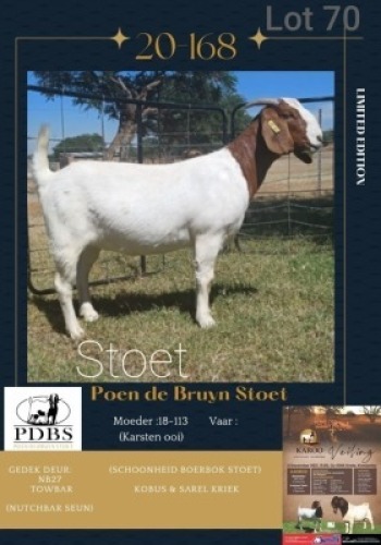 LOT 70 1X BOER GOAT OOI/EWE Stoet POEN DE BRUYN STOET