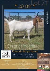 LOT 71 1X BOER GOAT OOI/EWE Kudde POEN DE BRUYN STOET