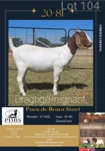 LOT 104 1X BOER GOAT OOI/EWE Kudde POEN DE BRUYN STOET