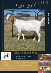 LOT 103 1X BOER GOAT OOI/EWE Kudde POEN DE BRUYN STOET