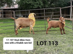 LOT 113 1X KALAHARI RED OOI/EWE Kudde ARRAGON REDS