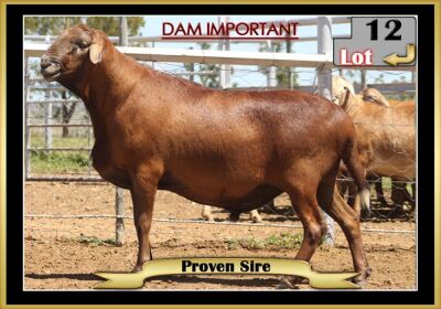 LOT 12 1X MEATMASTER RAM