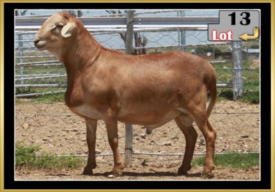 LOT 13 1X MEATMASTER RAM