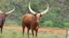 1 x FULL BLOOD REGISTERED ANKOLE COW - 2