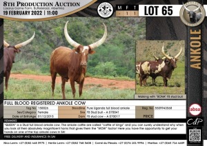 1 x FULL BLOOD REGISTERED ANKOLE COW