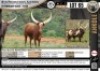 1 x FULL BLOOD REGISTERED ANKOLE COW